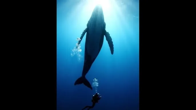 追风坐骑 - 深蓝星球：探索海洋深处的未知世界